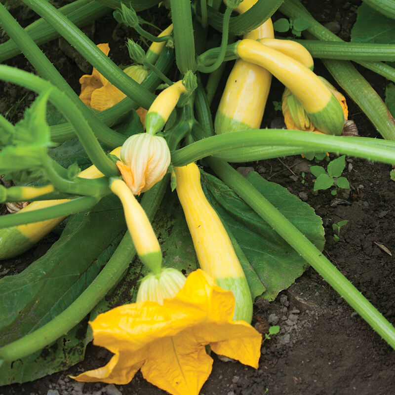 NEW! Squash/Zucchini Mix (2lbs)