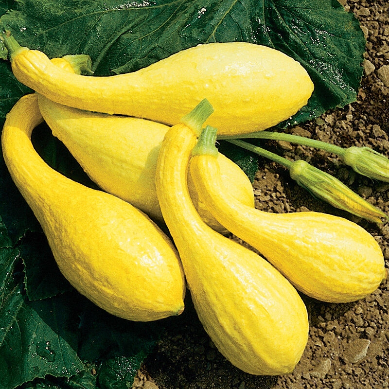 NEW! Squash/Zucchini Mix (2lbs)