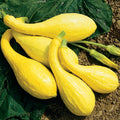 NEW! Squash/Zucchini Mix (2lbs)