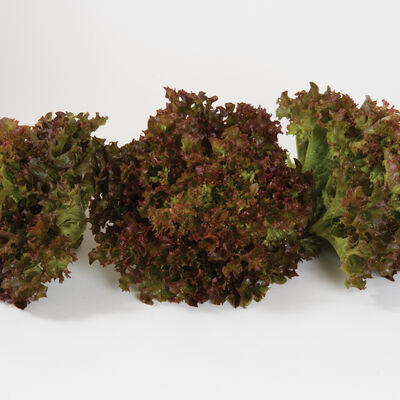 Lettuce Mix (1/2 lb)