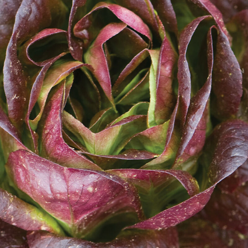 NEW! 1/2lb - Red Butter Lettuce