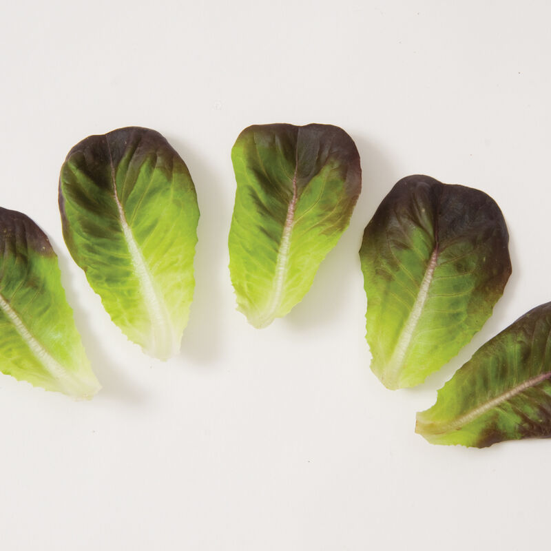 NEW! 1/2lb - Red Butter Lettuce