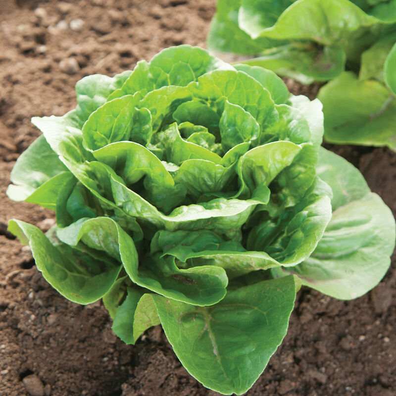 Romaine & Lettuce Mix (1/2 lb.)