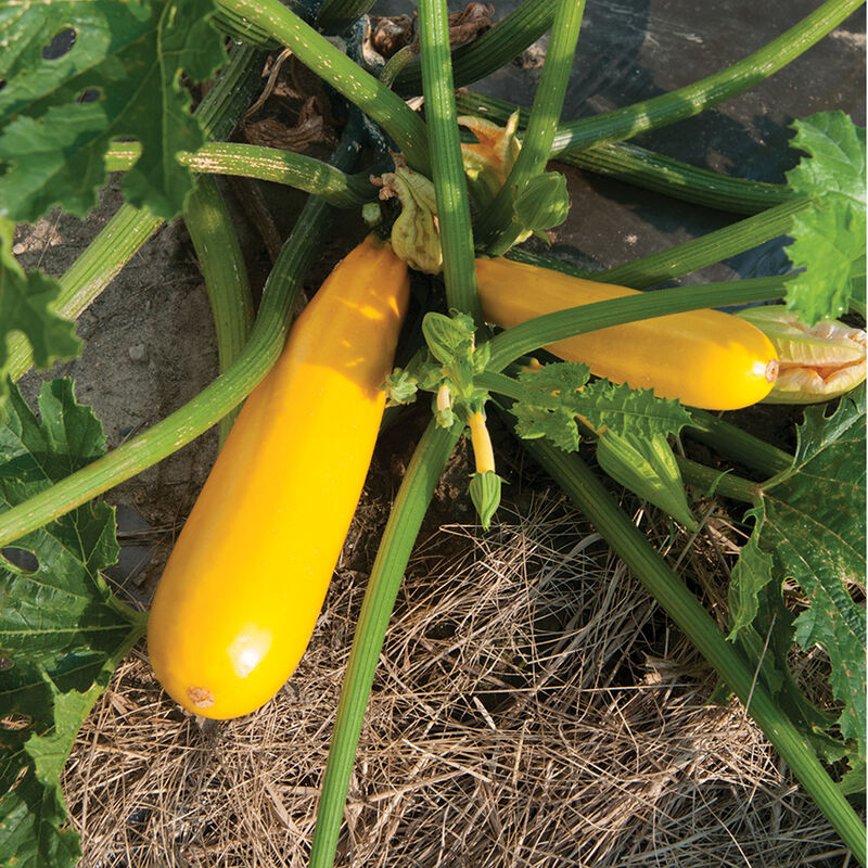 NEW! Squash/Zucchini Mix (2lbs)