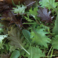 1/2lb - Mixed Baby Kale