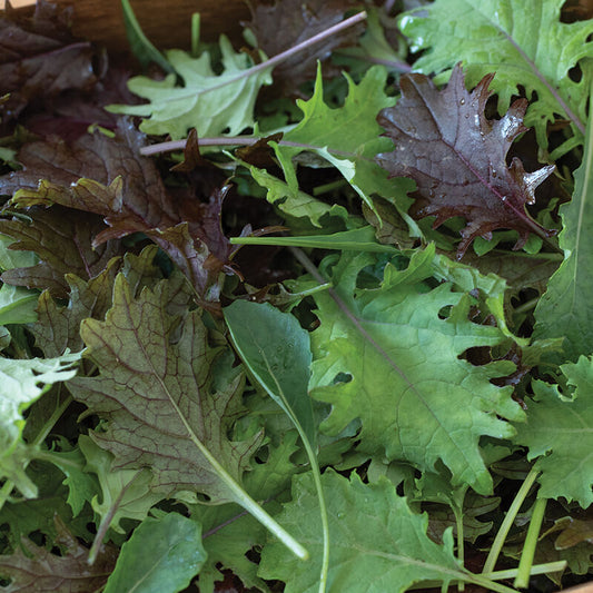 NEW! Mixed Baby Kale (1/2 lbs)