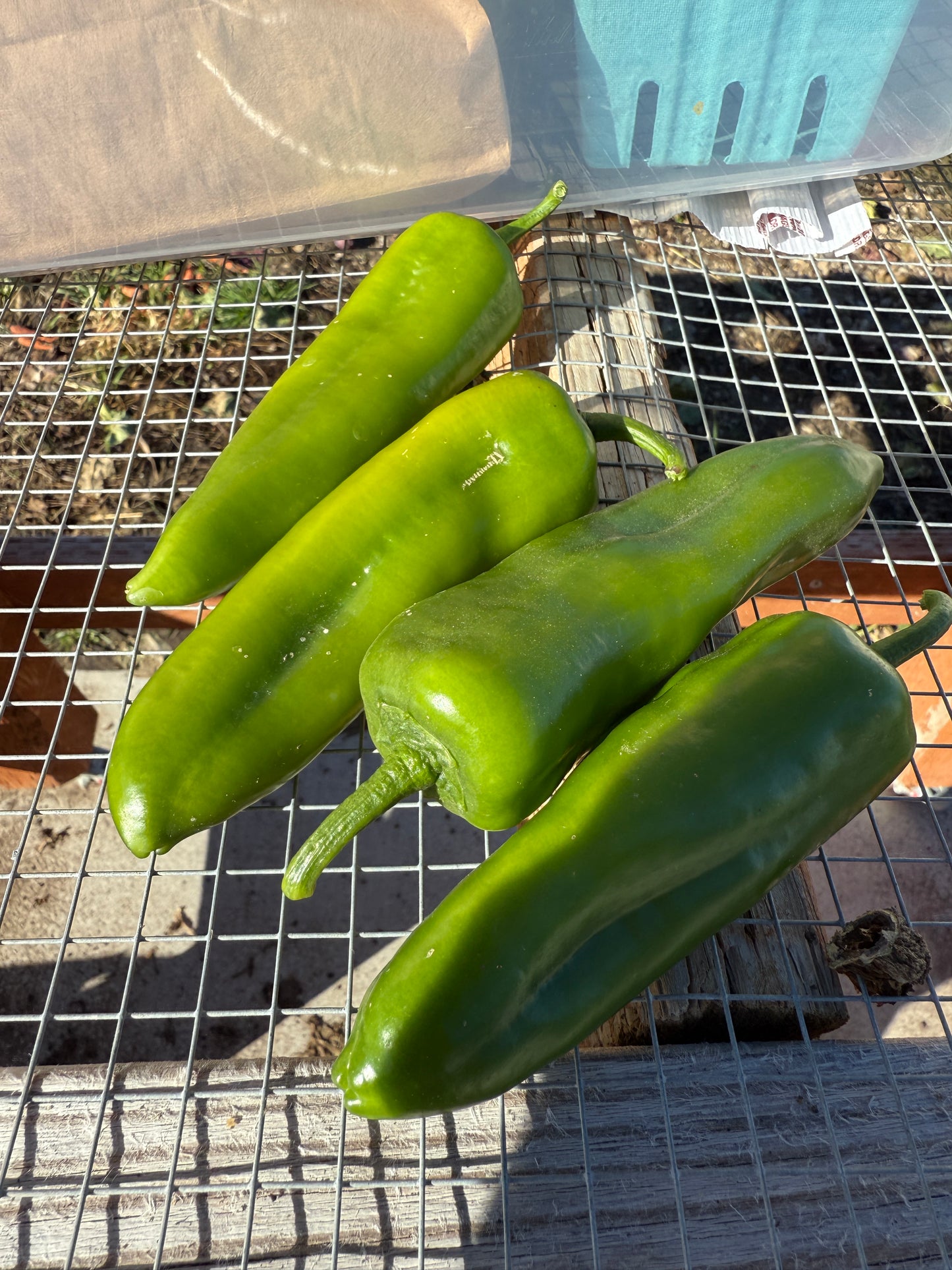 Green Peppers (1/2 lbs)