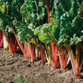 NEW! 1 Bunch - Rainbow Swiss Chard