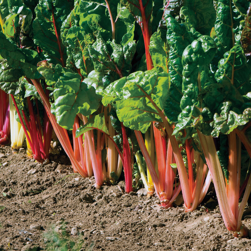 NEW! 1 Bunch - Rainbow Swiss Chard
