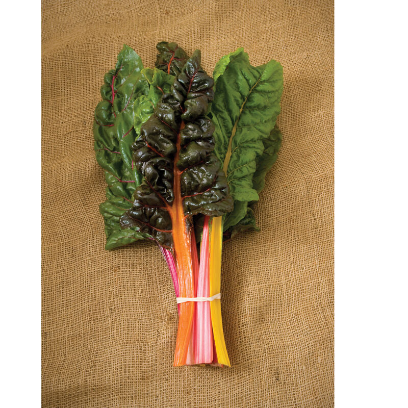 NEW! 1 Bunch - Rainbow Swiss Chard