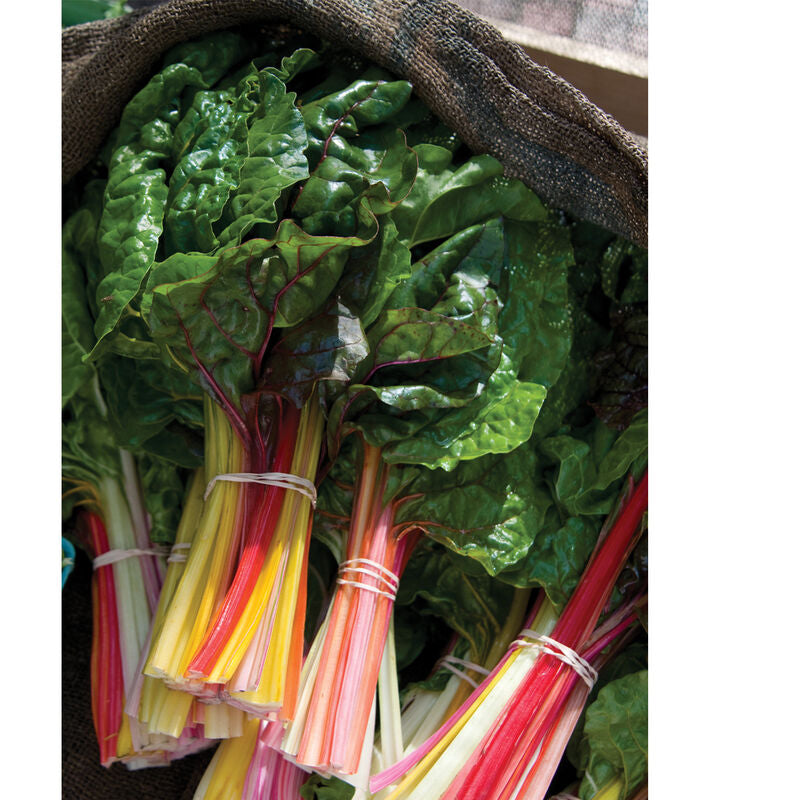 NEW! 1 Bunch - Rainbow Swiss Chard