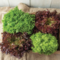1/2lb - Lettuce Mix