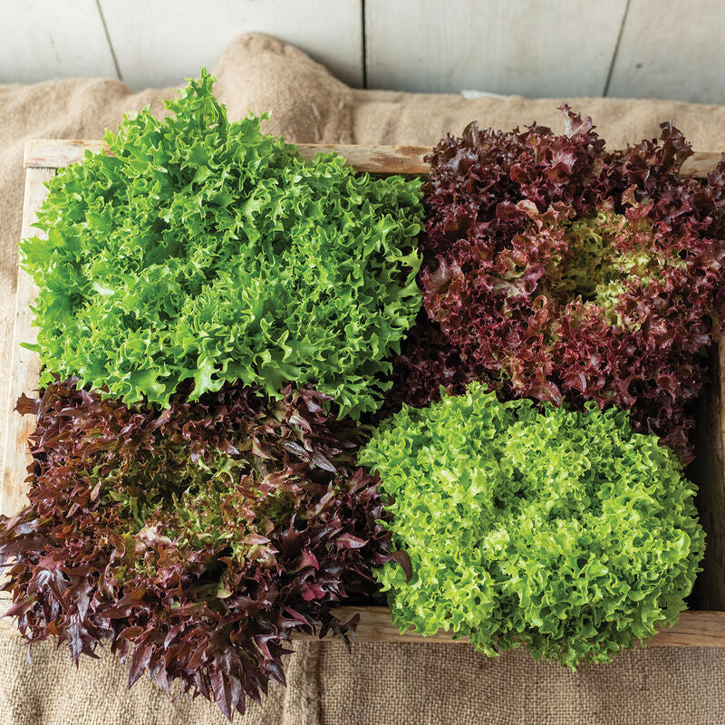 1/2lb - Lettuce Mix