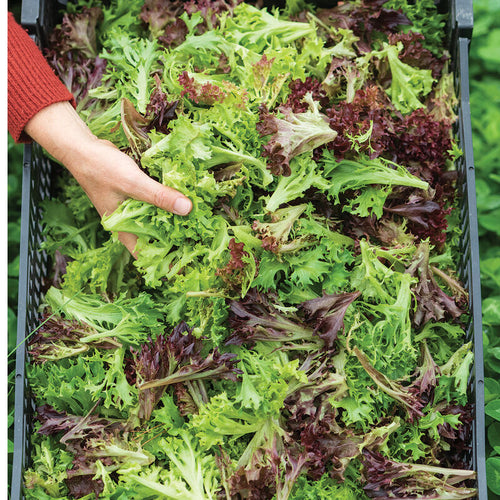 1/2lb - Lettuce Mix