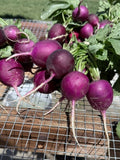 Purple Radish (1 bunch)