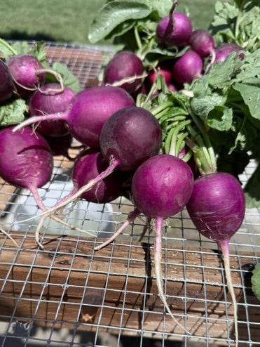 Purple Radish (1 bunch)