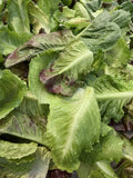 1/2lb - Mixed Romaine Lettuce