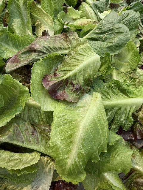 1/2lb - Mixed Romaine Lettuce
