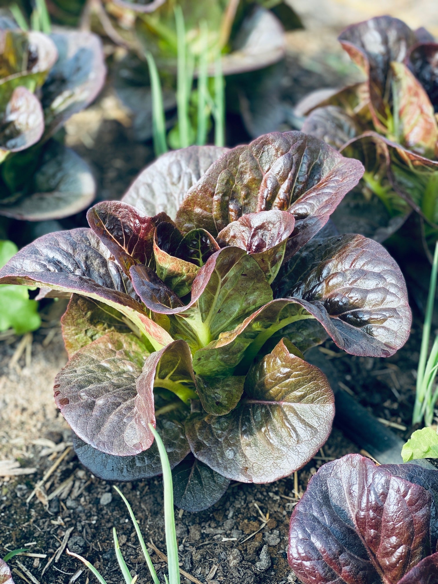 1/2lb - Mixed Romaine Lettuce